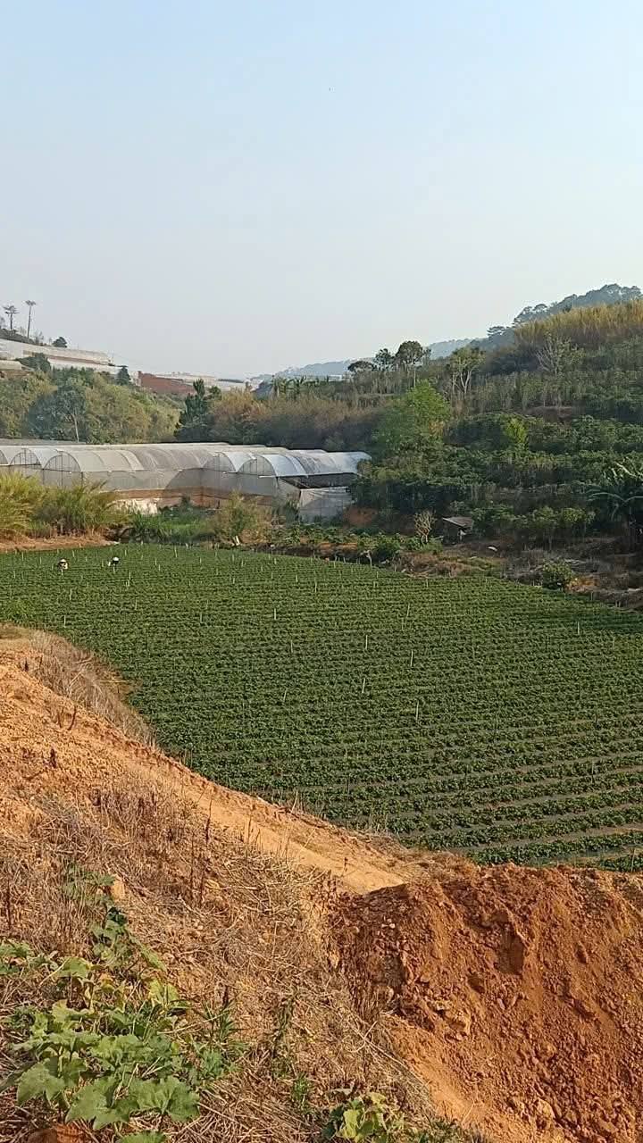 Cần Bán Gấp Đất rộng sổ riêng NN tại Trại Mát, Đà Lạt 4500m2 giá 1,6tỷ/sào - Ảnh 1